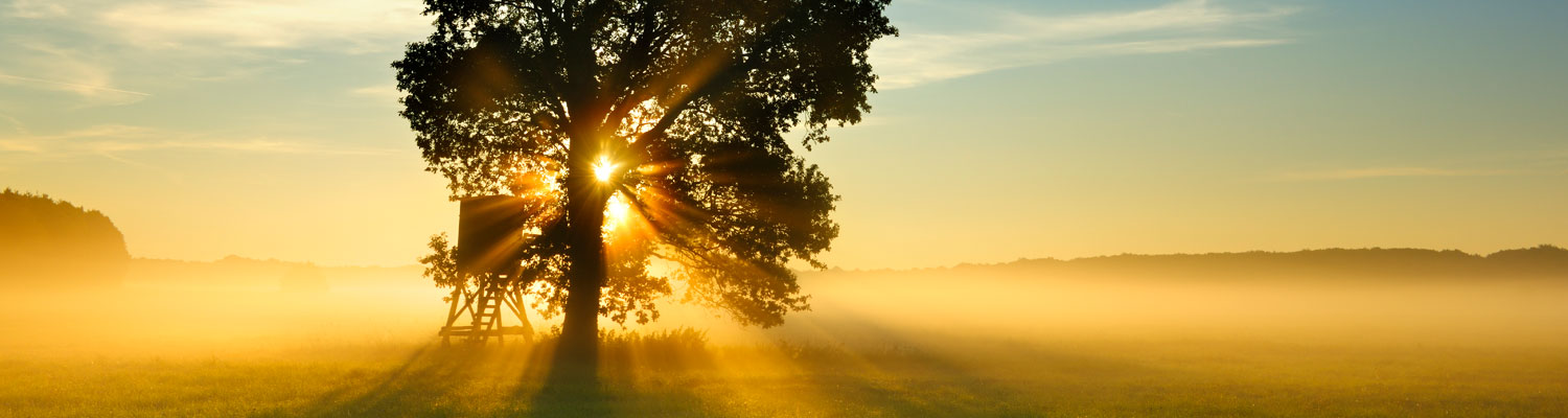 Oak tree with sun shining through